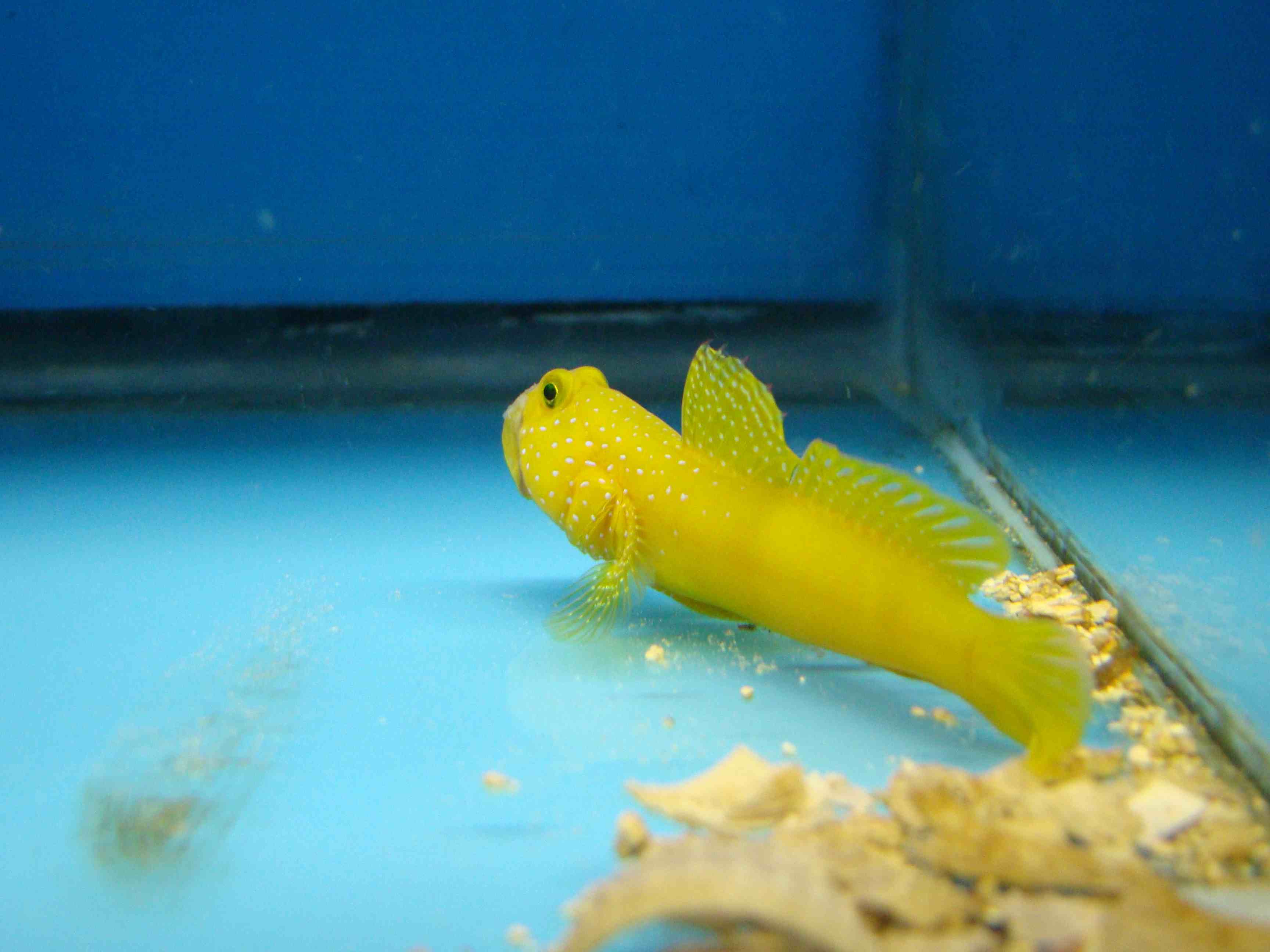  Cryptocentrus cinctus (Yellow Prawn Goby, Golden Watchman Goby)